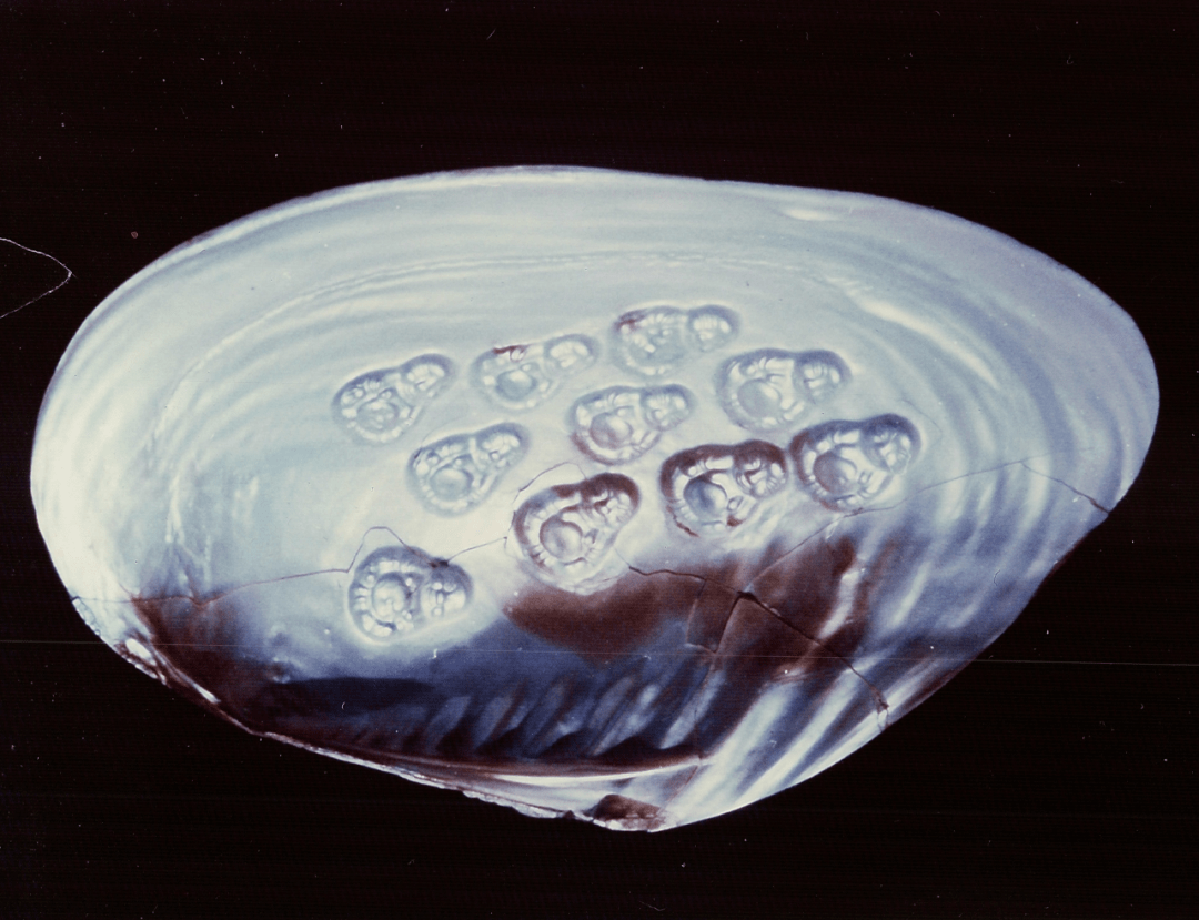 Greta Pearls
